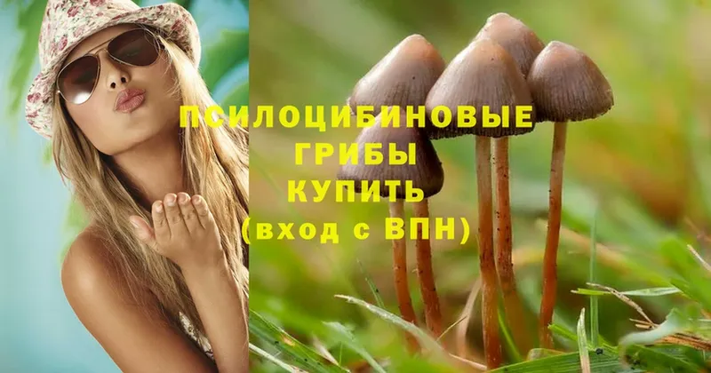 Псилоцибиновые грибы MAGIC MUSHROOMS  Тосно 