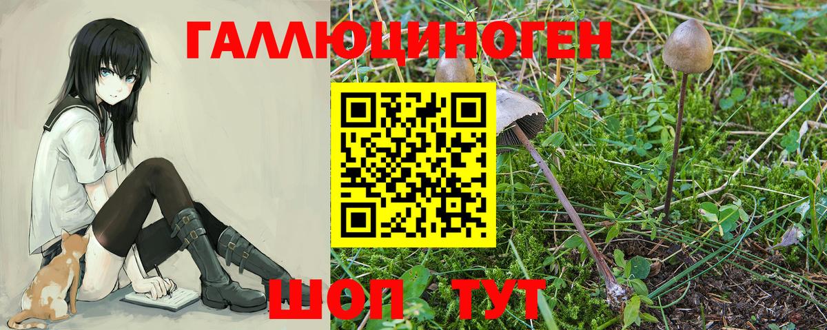 Псилоцибиновые грибы GOLDEN TEACHER Тосно